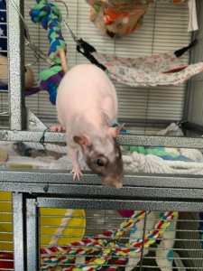 rat - hairless - pet rat. - cute rat